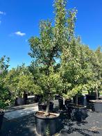 Knoestige Gieser Wildeman perenbomen 18 jaar oud, Tuin en Terras, Planten | Fruitbomen, Lente, Volle zon, Perenboom, 250 tot 400 cm