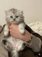 Britse Langhaar, Poes, Gechipt, 0 tot 2 jaar