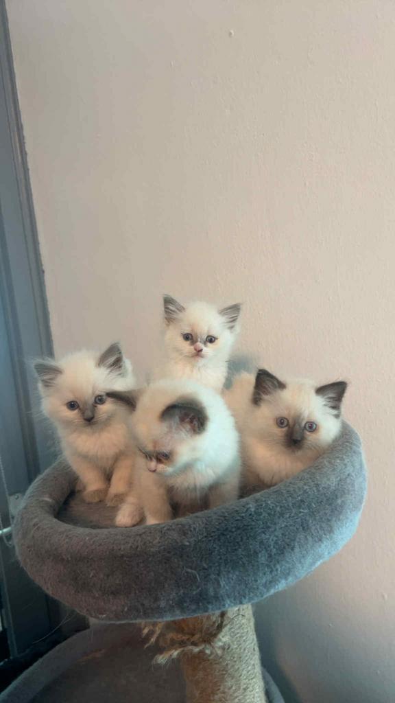 Prachtig Ragdoll kitten ‍, Dieren en Toebehoren, Katten en Kittens | Raskatten | Langhaar, Meerdere dieren, 0 tot 2 jaar, Met stamboom