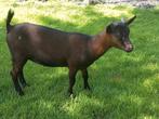 te koop dwerg geit, Dieren en Toebehoren, Schapen, Geiten en Varkens, Vrouwelijk, Geit