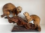 2 Prachtige Wezels op Stronk - (Taxidermie), Ophalen, Zo goed als nieuw, Wild dier, Opgezet dier
