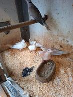 Tortelduiven in diverse kleuren, Meerdere dieren, Overige soorten