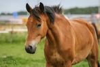 New Forest Springpony te koop, Dieren en Toebehoren, Paarden, Springpaard, 11 jaar of ouder, Merrie