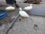 Te koop witte kwakers, Dieren en Toebehoren, Meerdere dieren, Eend