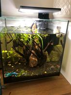 €60 Compleet aquarium betta vis, garnalen en khuli vissen, Dieren en Toebehoren, Ophalen, Gebruikt, Gevuld zoetwateraquarium