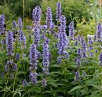 AGASTACHE/DROPPLANT., Ophalen, Zomer, Overige soorten, Volle zon