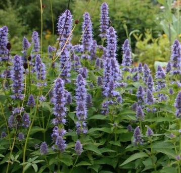 AGASTACHE/DROPPLANT. beschikbaar voor biedingen