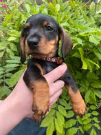 Mooie DwergTeckel Pups bijna 10 week  4 reutjes, CDV (hondenziekte), 8 tot 15 weken, Korthaar, Dwerg