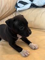 Staffordshire-bulterriër, Dieren en Toebehoren, Honden | Niet-rashonden, Meerdere, Meerdere dieren, Klein, Nederland