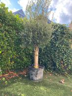Olijfboom 2 meter hoog. Winterhard. Stamdikte 45/55 cm, 100 tot 250 cm, Olijfboom, Zomer, Ophalen
