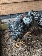 Jonge wyandotte kriel haan, Dieren en Toebehoren, Mannelijk, Kip