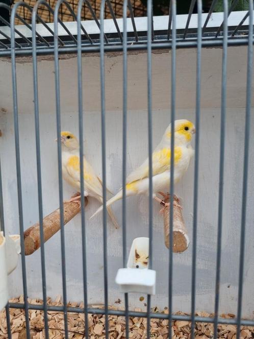 Verschillende soorten kanaries, tropen en parkieten, Dieren en Toebehoren, Vogels | Kanaries, Kleurkanarie, Meerdere dieren