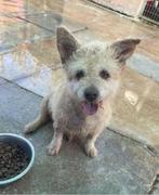 ACE: Jeanne is een unieke kruising, een kleiner hondje, Dieren en Toebehoren, Honden | Niet-rashonden, Particulier, Rabiës (hondsdolheid)