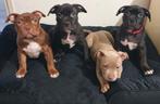 Laatste American Bully XL puppie, Parvo, Overige rassen, 8 tot 15 weken, Meerdere