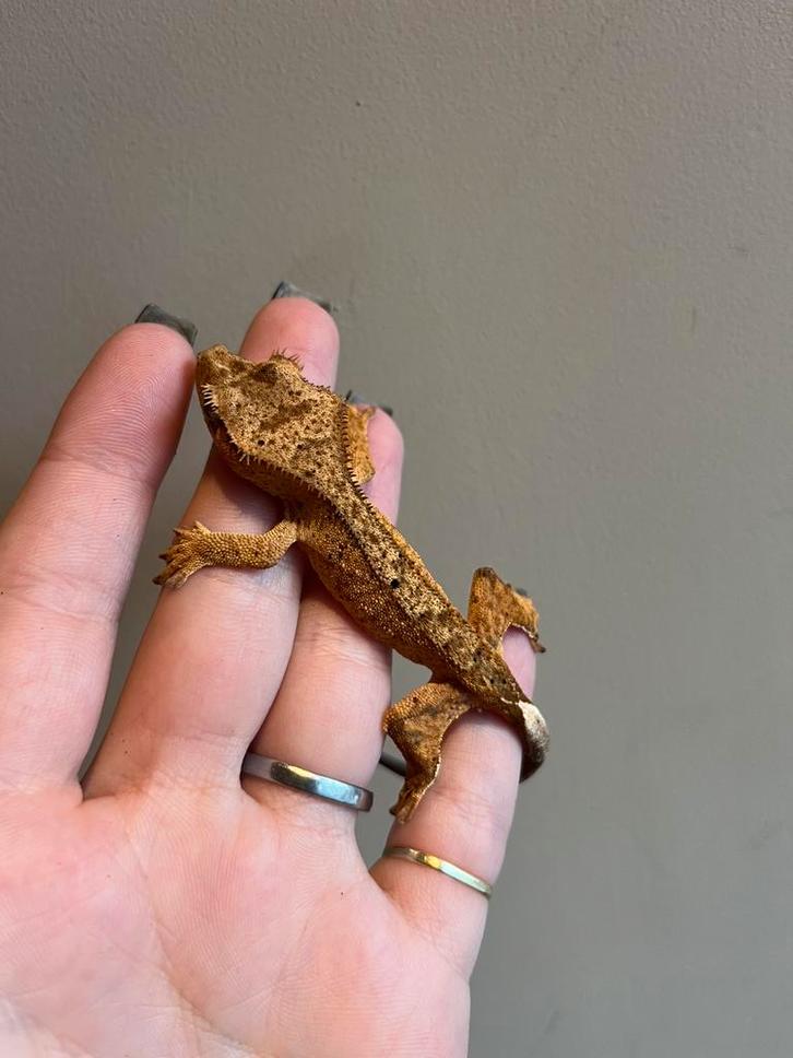 Wimpergekko dalmation pv, Dieren en Toebehoren, Reptielen en Amfibieën, Hagedis, 0 tot 2 jaar, Tam