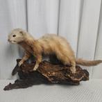 Opgezette Bunzing op Boomstronk - Prachtig Decoratieobject, Ophalen of Verzenden