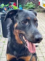Mooi en lieve beauceron hond zoekt een nieuw adres, Reu, 1 tot 2 jaar, Groot, Eén hond