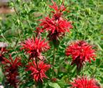 Monarda cambridge scarlet - Rode Bergamotplant in p9, Volle zon, Vaste plant, Zomer, Ophalen
