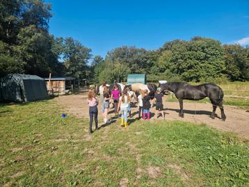 Ponyweekend beschikbaar voor biedingen