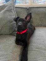 Hollandse herder x Mechelse herder pup, Parvo, 8 tot 15 weken, Teef, Eén hond