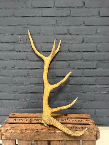 Geweitak Hert - Decoratie beschikbaar voor biedingen