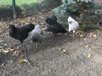 Mooie jonge Australorp krielen hen + haan, Meerdere dieren, Kip