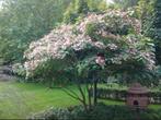 Pindakaasboom, Tuin en Terras, Planten | Bomen, Minder dan 100 cm, Zomer, Overige soorten, Volle zon