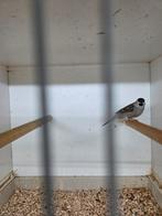 Diverse tropen, Dieren en Toebehoren, Vogels | Overige Vogels