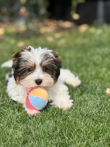 Biewer york puppies beschikbaar voor biedingen
