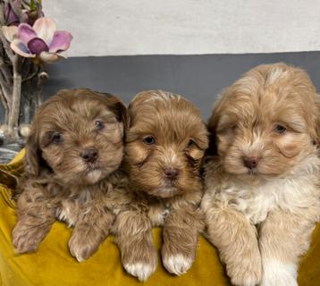 Mini Labradoodle x Boomer pups beschikbaar voor biedingen