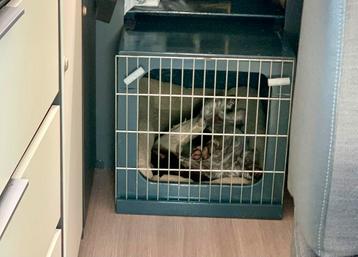 Honden bench camper aanpasbaar beschikbaar voor biedingen