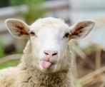 Schapen scheren bekappen verzorging advies, Meerdere dieren, Schaap