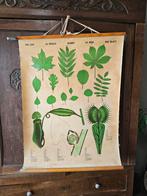 Schoolplaat Leaf jaren 60, Antiek en Kunst, Antiek | Schoolplaten, Ophalen, Natuur en Biologie