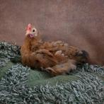 Frenkie - Handtam Cochin kriel haantje 7 weken oud, Dieren en Toebehoren, Mannelijk, Kip