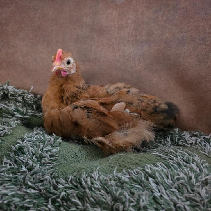 Frenkie - Handtam Cochin kriel haantje 7 weken oud, Dieren en Toebehoren, Pluimvee, Kip, Mannelijk