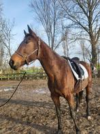 Mooie lieve Merrie, Dieren en Toebehoren, Paarden, Merrie, Recreatiepaard