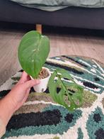 Monstera Esqueleto, Ophalen of Verzenden, Halfschaduw, Minder dan 100 cm