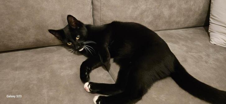 ​ Lieve Kattenfamilie Zoekt Warm en Zorgzaam Thuis 
​, Dieren en Toebehoren, Katten en Kittens | Overige Katten