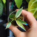 Philodendron emerald king, emerald ice, Huis en Inrichting, Kamerplanten, Ophalen of Verzenden, Overige soorten, Minder dan 100 cm