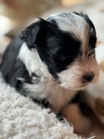 Malthezer pups te koop, 8 tot 15 weken, Meerdere, Meerdere dieren, Klein