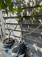 Vijgenboom Ghadanne zwarte vijg uit Noord Marokko, Ophalen, 100 tot 250 cm, Vijgenboom, Lente
