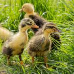 Loopeend Broedeieren, Dieren en Toebehoren, Pluimvee, Eend, Geslacht onbekend