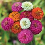 Zinnia pompon mix, Tuin en Terras, Ophalen of Verzenden, Voorjaar, Zaad, Volle zon