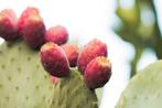 Uit de biologische moestuin: Cactusvijg, zaden, Ophalen of Verzenden, Voorjaar, Volle zon, Zaad