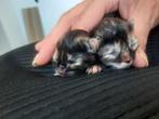Noorseboskat XPerzische kittens, Meerdere dieren, 0 tot 2 jaar