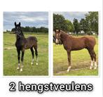 Twee sterk bewegende hengstveulens met unieke afstamming, Hengst, Dressuurpaard, Gechipt, 0 tot 2 jaar