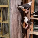 Duiven  2 joungen te koop, Dieren en Toebehoren
