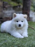 Samojeed Puppies - Nog één reutje beschikbaar!, Dieren en Toebehoren, 8 tot 15 weken, Poolhond, CDV (hondenziekte), Meerdere