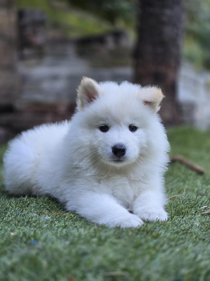 Samojeed Puppies - Nog één reutje beschikbaar!, Dieren en Toebehoren, Honden | Poolhonden, Keeshonden en Oertypen, Meerdere dieren