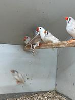 Diverse Kleuren kleine zebravinken, Dieren en Toebehoren, Vogels | Overige Vogels, Meerdere dieren, Tropenvogel